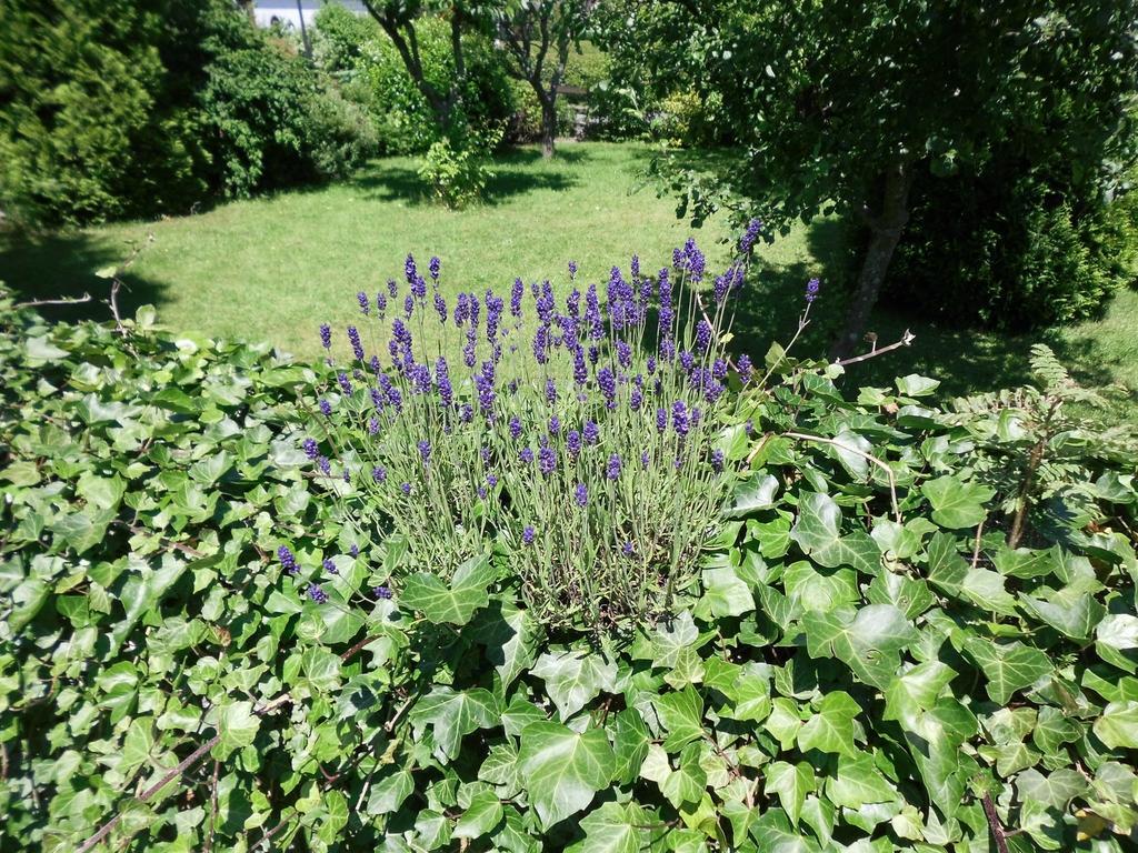 Apartment In Langewiese Sauerland With Garden Winterberg Bagian luar foto